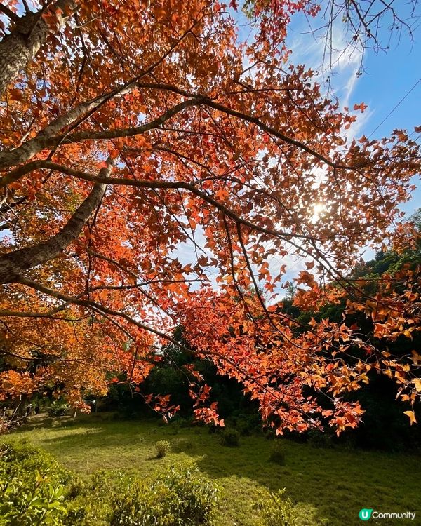 🍁睇紅葉好去處 大棠 清快塘