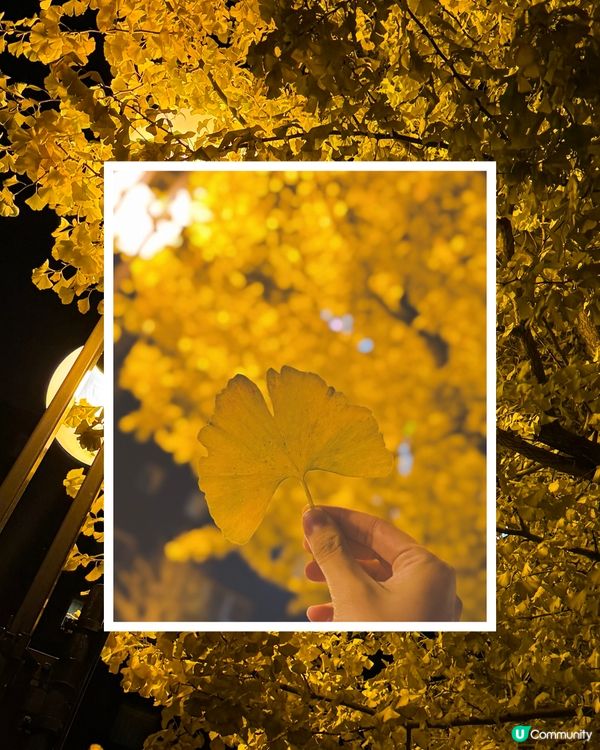 北海道楓葉尾班車🍁！閨蜜打卡📸！