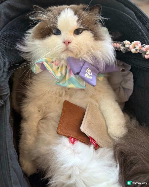 沙田HomeSquare［寵愛有秤］💕