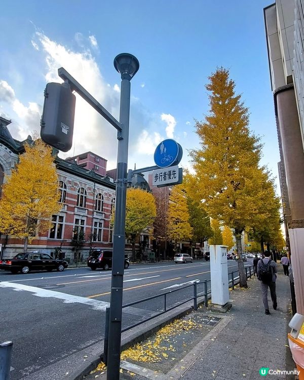 横浜山下公園　　銀杏大道