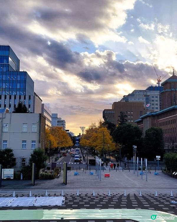 横浜山下公園　　銀杏大道