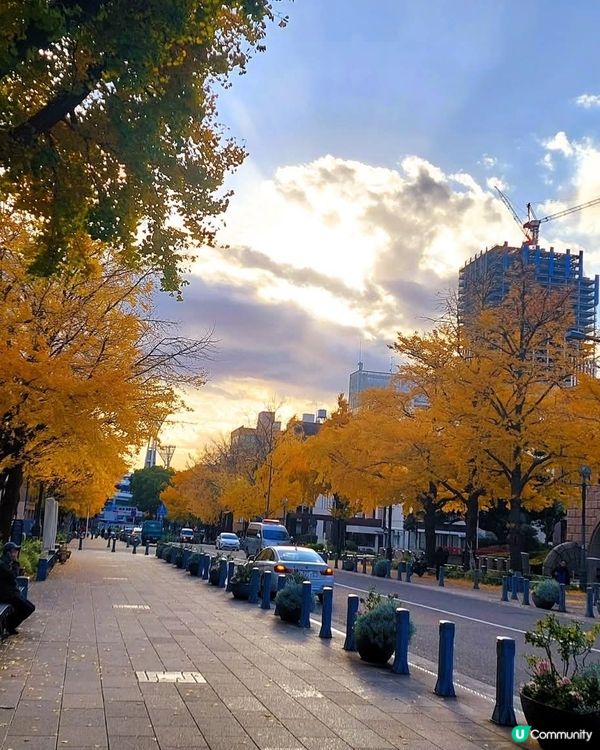 横浜山下公園　　銀杏大道
