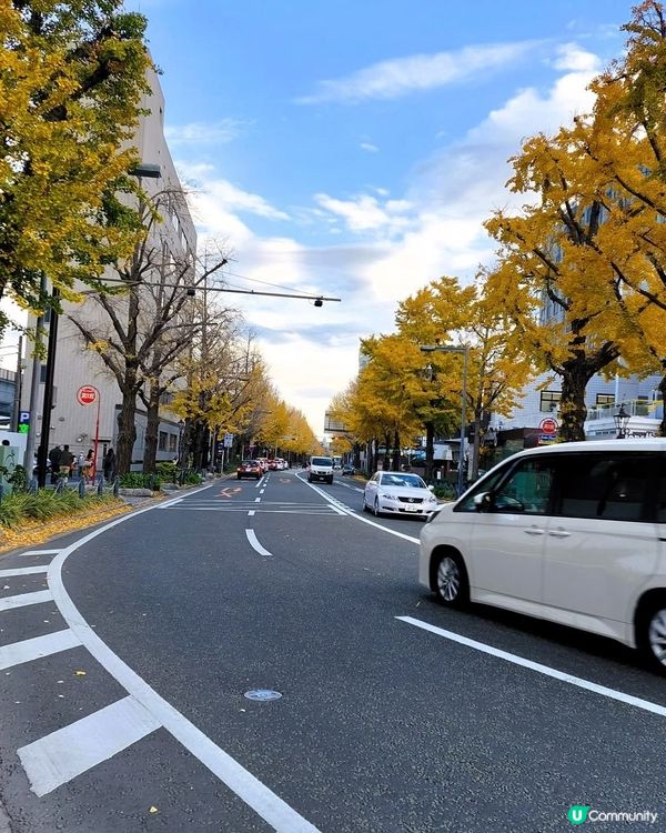 横浜山下公園　　銀杏大道