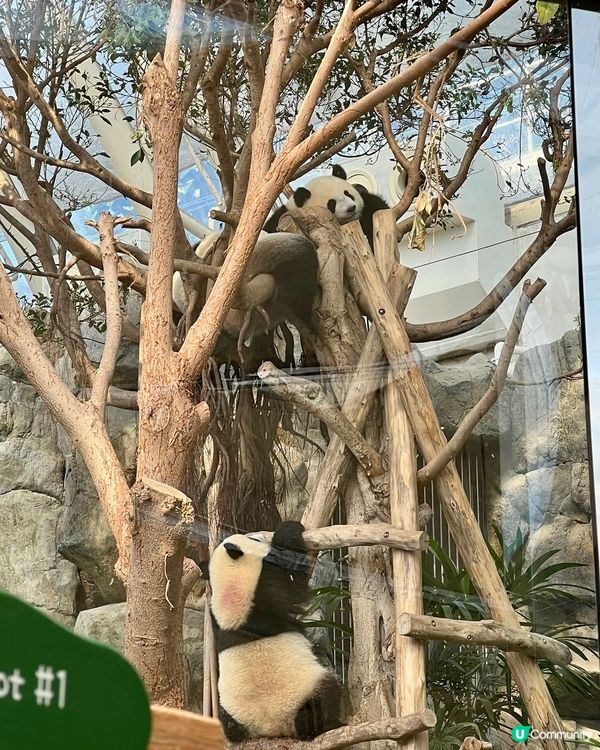 親子假日好去處📍香港海洋公園｜熊貓家姐細佬暴風式成長🐼 🐼