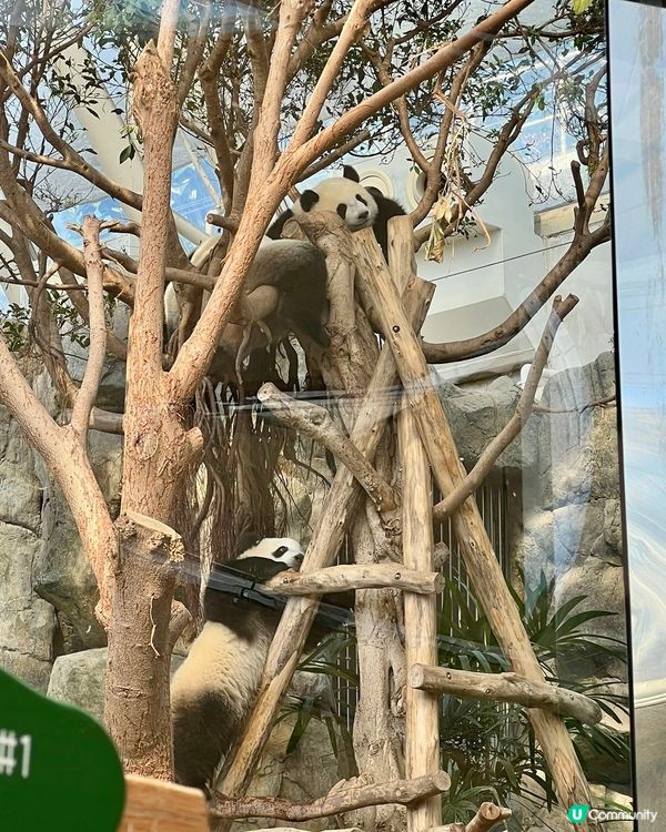 親子假日好去處📍香港海洋公園｜熊貓家姐細佬暴風式成長🐼 🐼