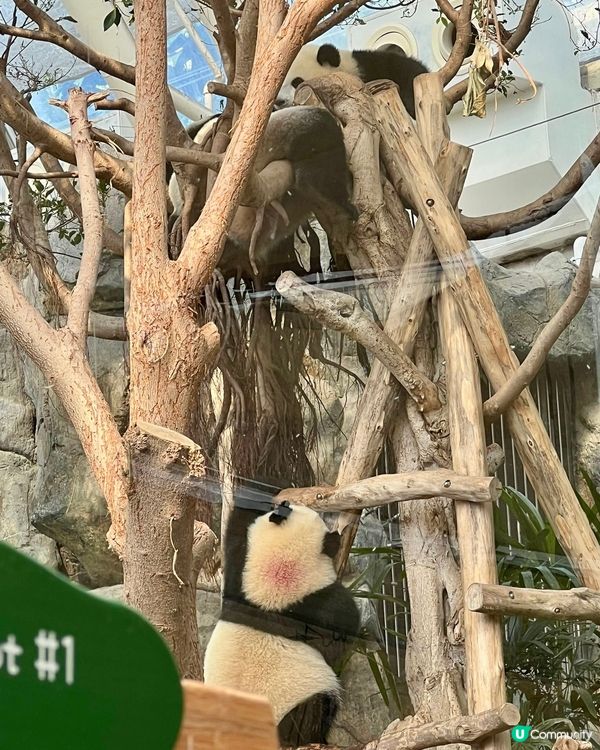 親子假日好去處📍香港海洋公園｜熊貓家姐細佬暴風式成長🐼 🐼