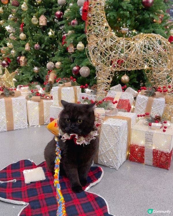 今日我去海港城打卡卡🐈‍⬛