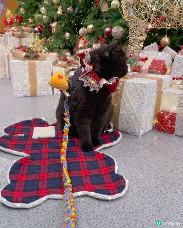 今日我去海港城打卡卡🐈‍⬛