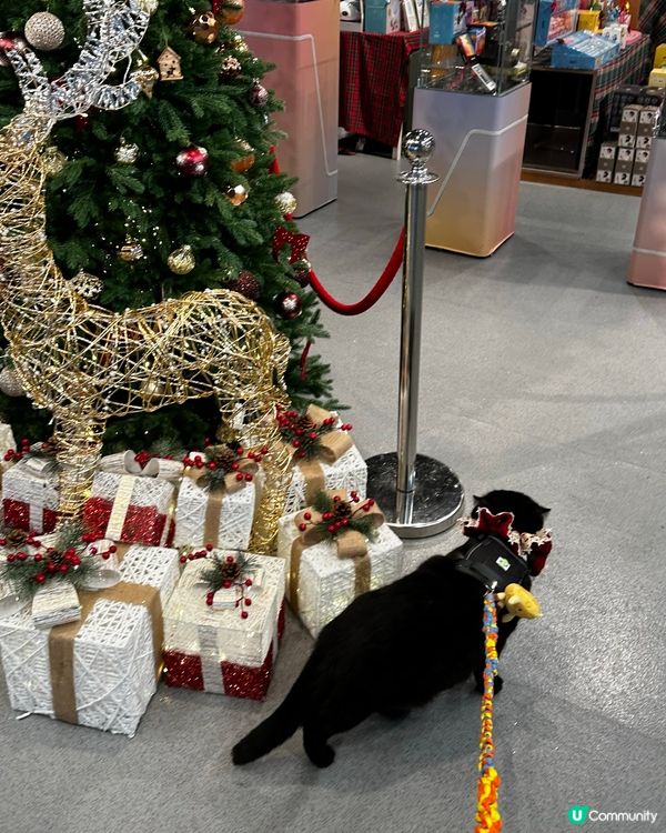 今日我去海港城打卡卡🐈‍⬛