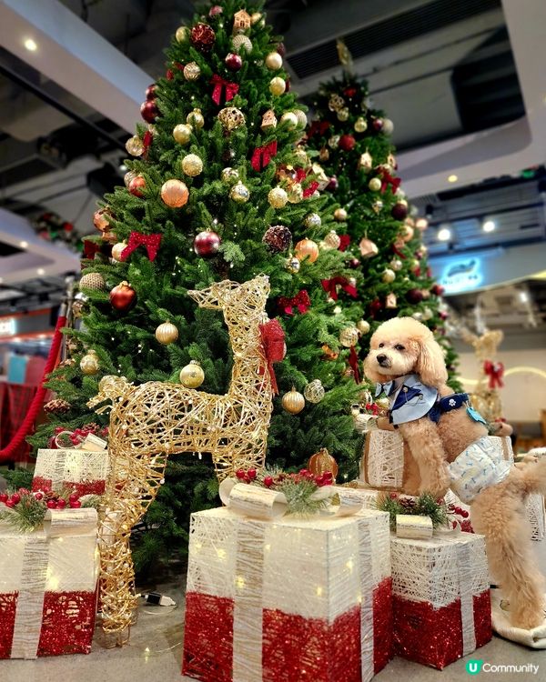 海港城聖誕打卡