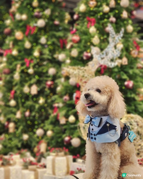 海港城聖誕打卡