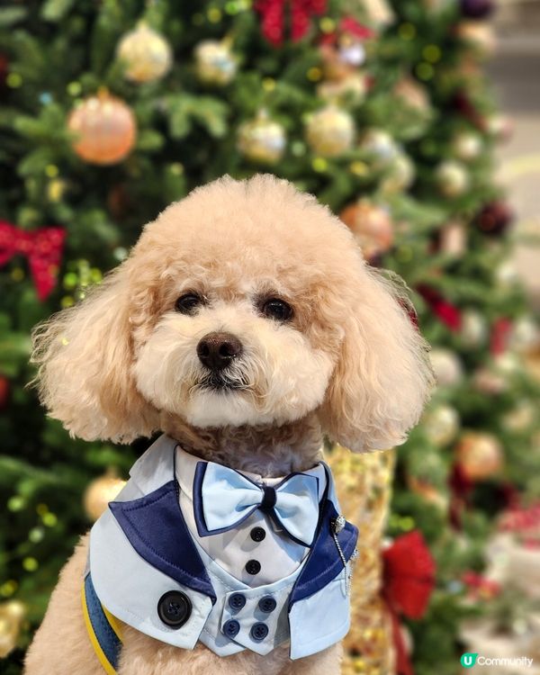 海港城聖誕打卡