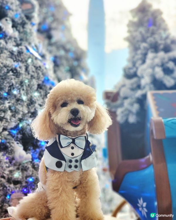 海港城聖誕打卡