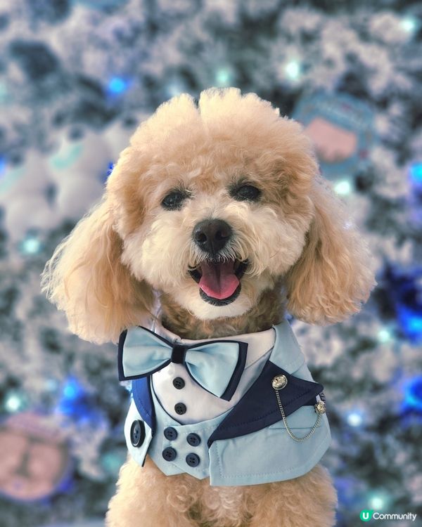 海港城聖誕打卡