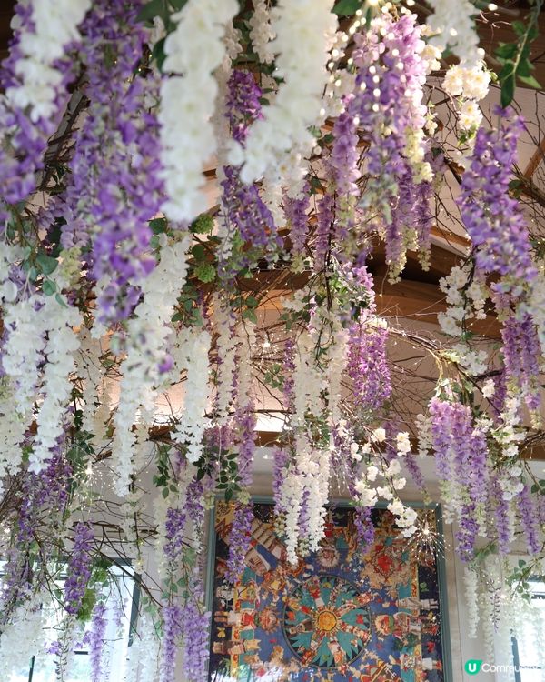 深圳紫藤花海打卡📸！生日飯超值🥳！