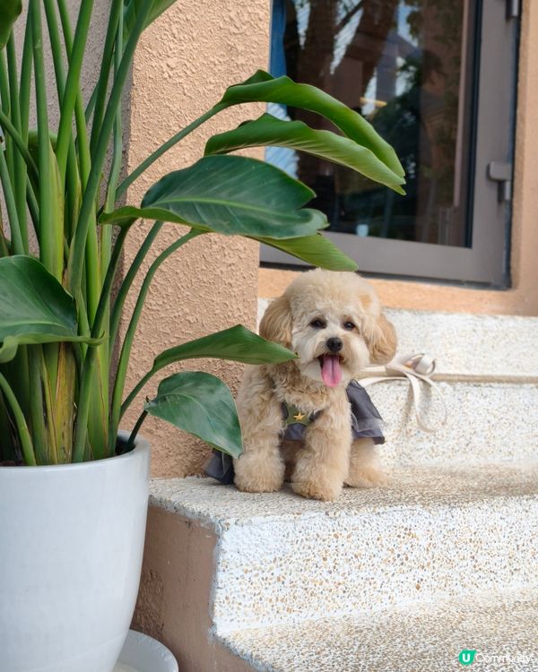 馬灣寵物有善Cafe