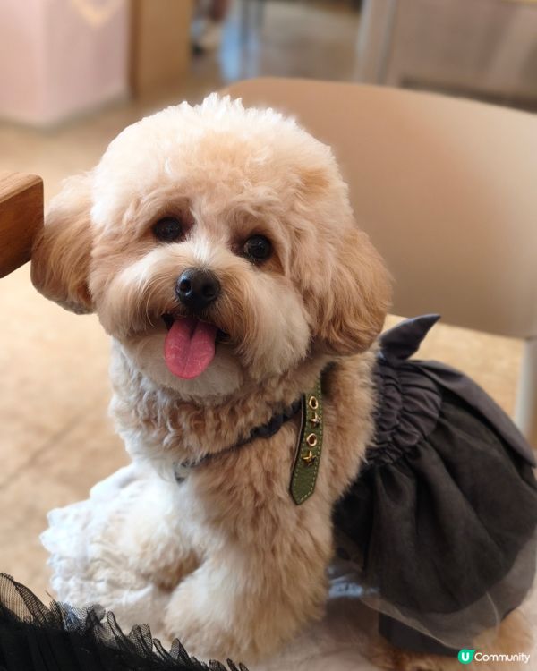 馬灣寵物有善Cafe