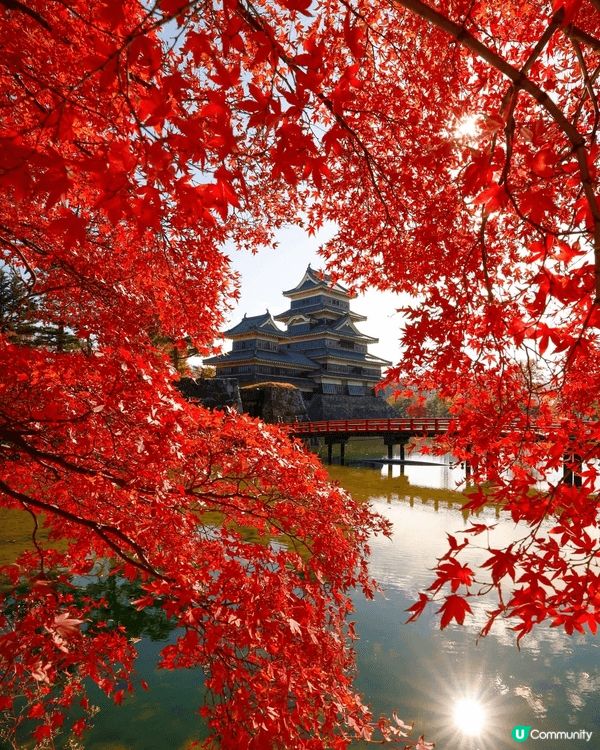 日本秋季紅葉 真係靚到無朋友 👻