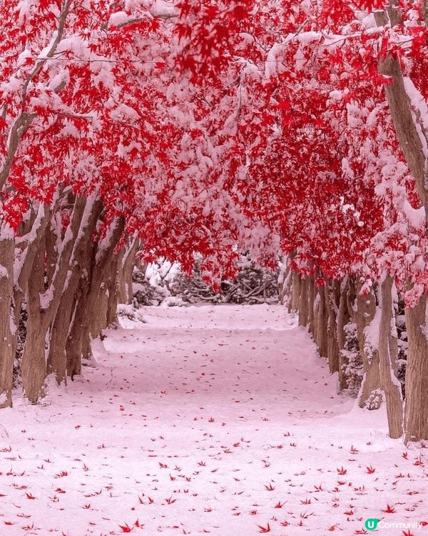 日本秋季紅葉 真係靚到無朋友 👻