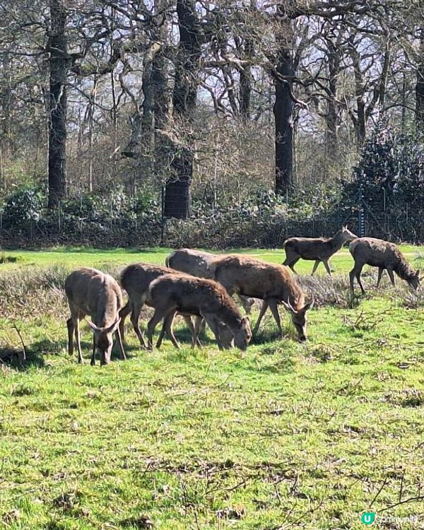 《光影誌》23｜倫敦近郊 - 在Richmond 完美的一天