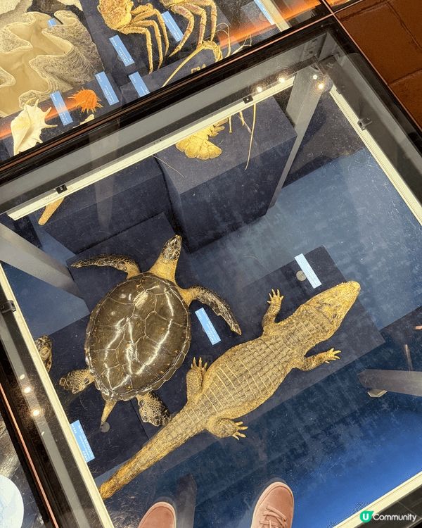 北九州自然歷史博物館是一個集自然科學與人類歷史於一體的博物館...