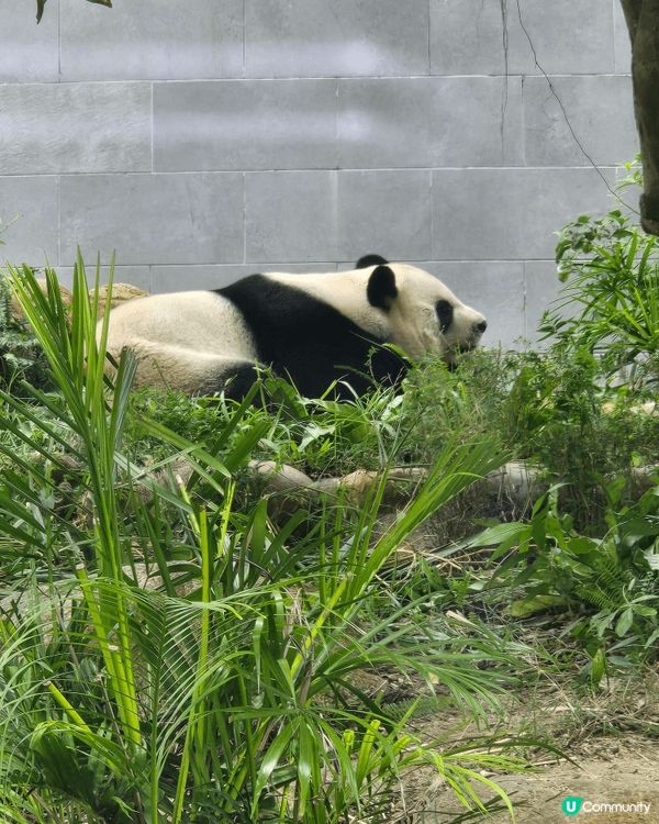 澳門石排灣郊野公園。除了睇熊貓還有其他動物看，打卡位也不少。...