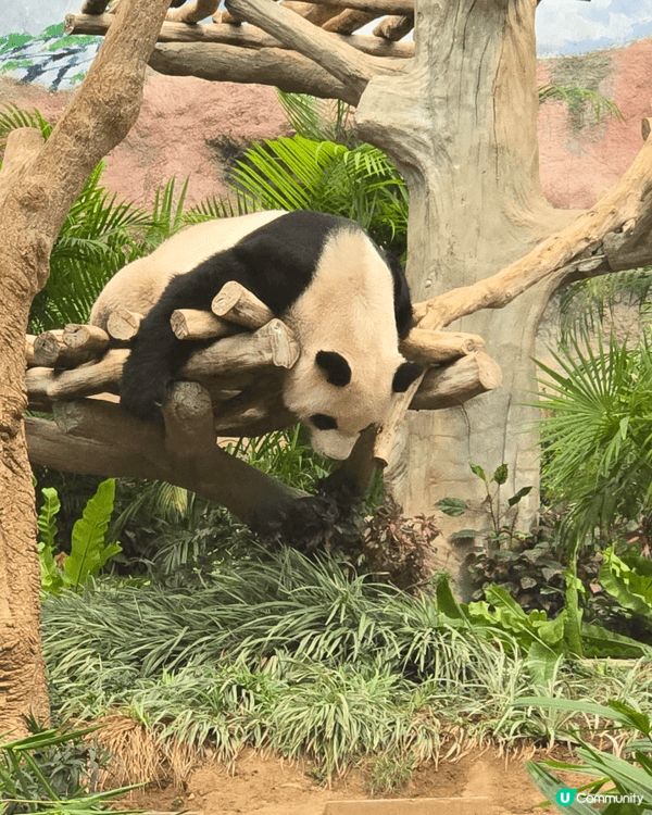 澳門石排灣郊野公園。除了睇熊貓還有其他動物看，打卡位也不少。...