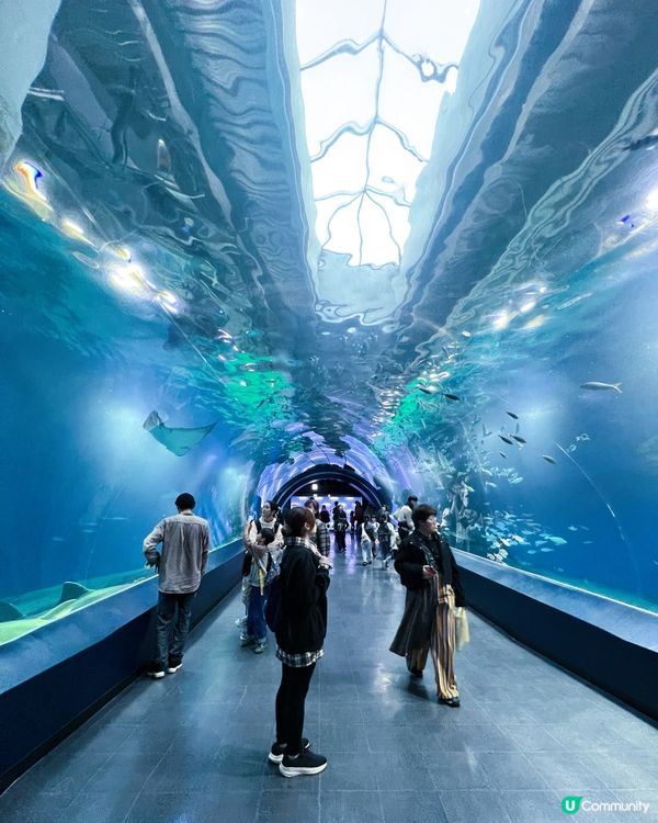 2025/11/25 11月東京遊 Day 3 🐬Maxell Aqua Park 東京品川水族館🦭