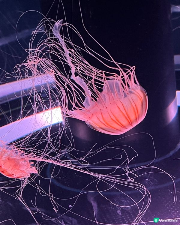 2025/11/25 11月東京遊 Day 3 🐬Maxell Aqua Park 東京品川水族館🦭