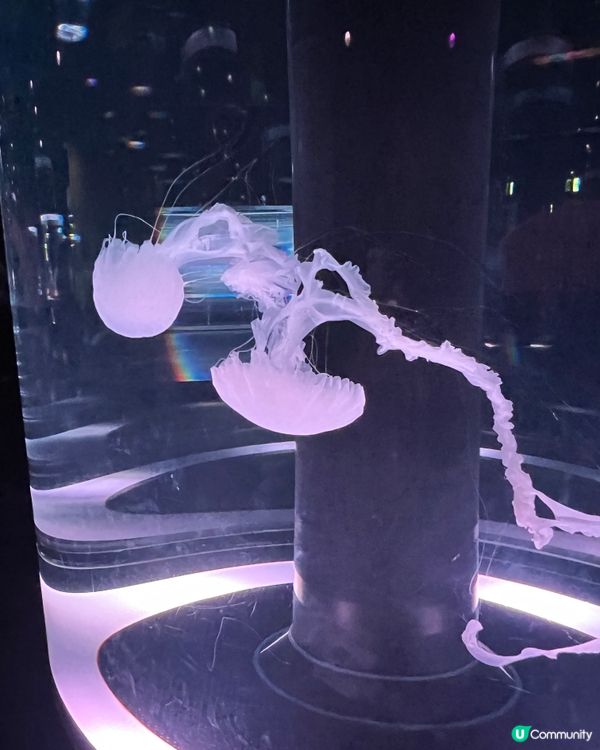 2025/11/25 11月東京遊 Day 3 🐬Maxell Aqua Park 東京品川水族館🦭