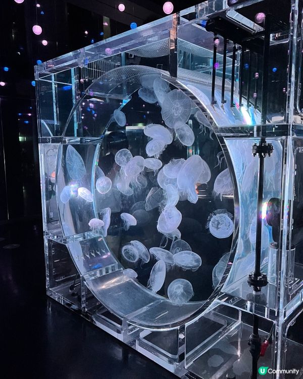 2025/11/25 11月東京遊 Day 3 🐬Maxell Aqua Park 東京品川水族館🦭