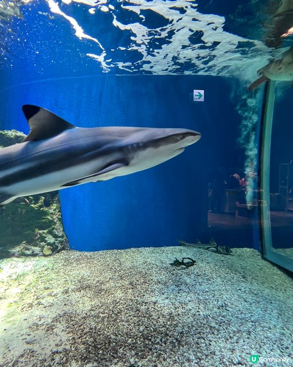 2025/11/25 11月東京遊 Day 3 🐬Maxell Aqua Park 東京品川水族館🦭