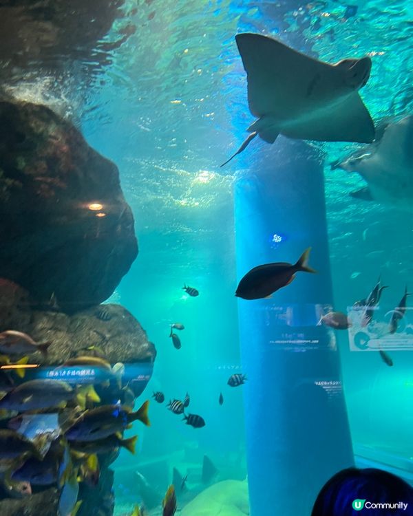 2025/11/25 11月東京遊 Day 3 🐬Maxell Aqua Park 東京品川水族館🦭