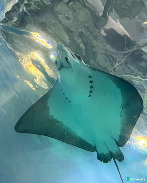 2025/11/25 11月東京遊 Day 3 🐬Maxell Aqua Park 東京品川水族館🦭