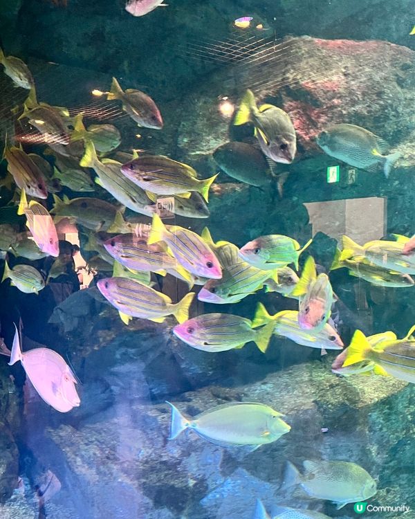 2025/11/25 11月東京遊 Day 3 🐬Maxell Aqua Park 東京品川水族館🦭