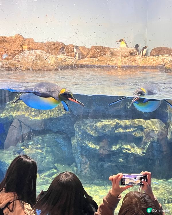 2025/11/25 11月東京遊 Day 3 🐬Maxell Aqua Park 東京品川水族館🦭