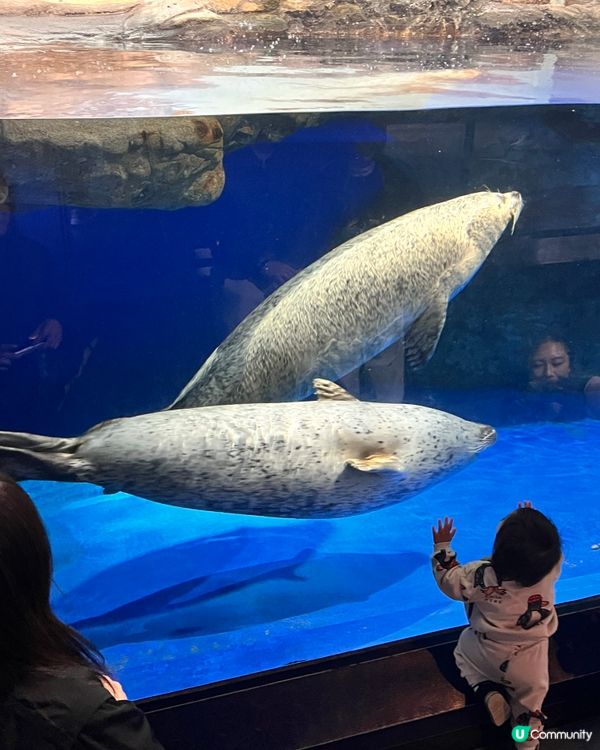 2025/11/25 11月東京遊 Day 3 🐬Maxell Aqua Park 東京品川水族館🦭