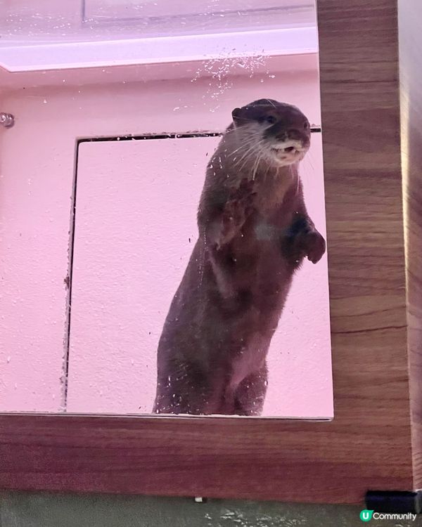 2025/11/25 11月東京遊 Day 3 🐬Maxell Aqua Park 東京品川水族館🦭