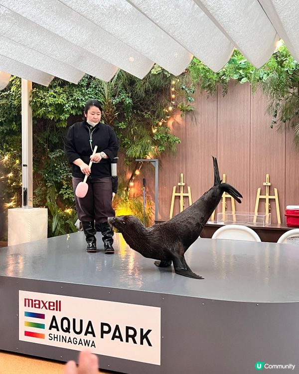 2025/11/25 11月東京遊 Day 3 🐬Maxell Aqua Park 東京品川水族館🦭