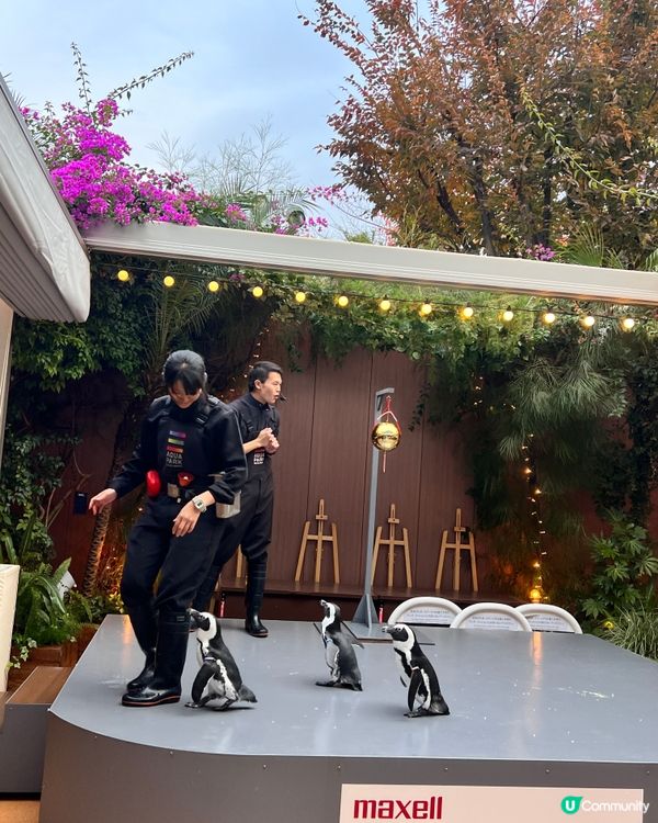 2025/11/25 11月東京遊 Day 3 🐬Maxell Aqua Park 東京品川水族館🦭