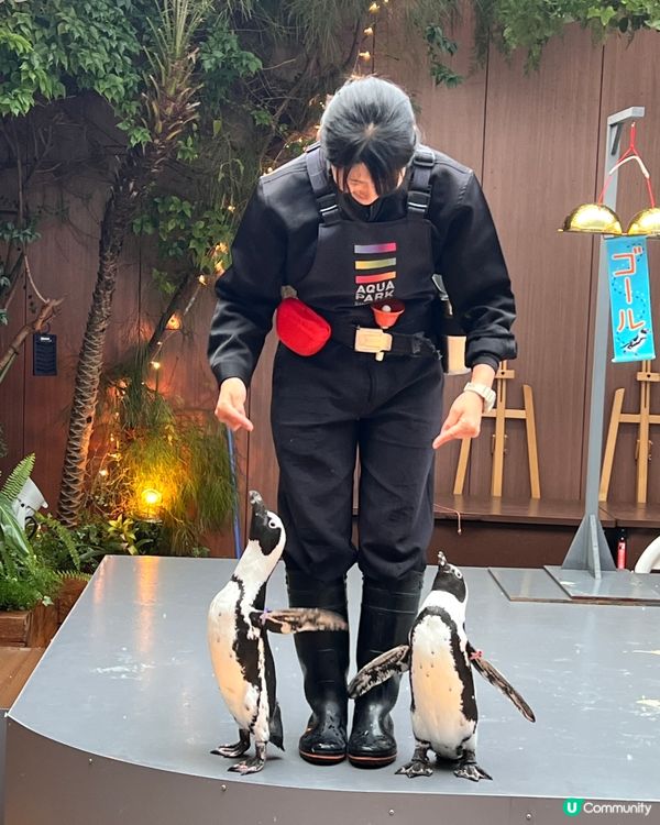 2025/11/25 11月東京遊 Day 3 🐬Maxell Aqua Park 東京品川水族館🦭