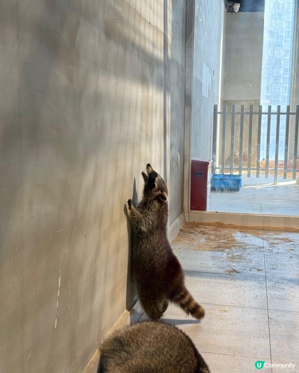 終於考完試！帶嘉嘉去深圳萌寵樂園玩🥳