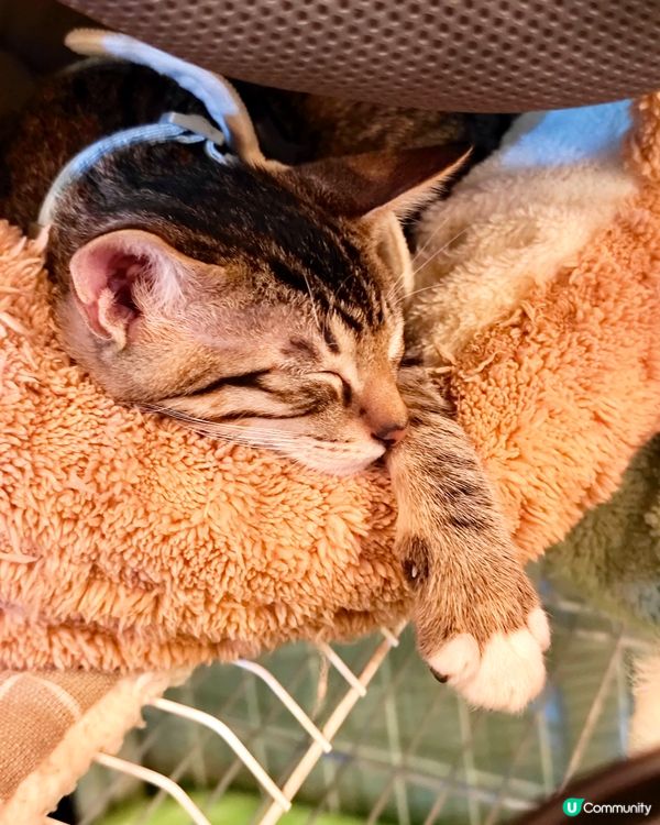 深水埗必食！貓店長坐鎮嘅小店😻🍔