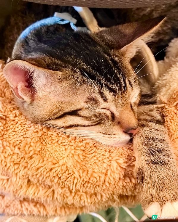 深水埗必食！貓店長坐鎮嘅小店😻🍔