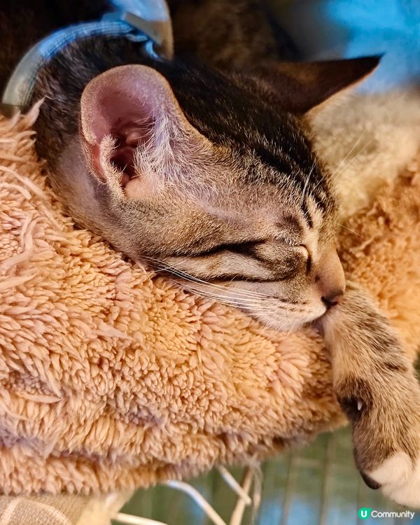 深水埗必食！貓店長坐鎮嘅小店😻🍔