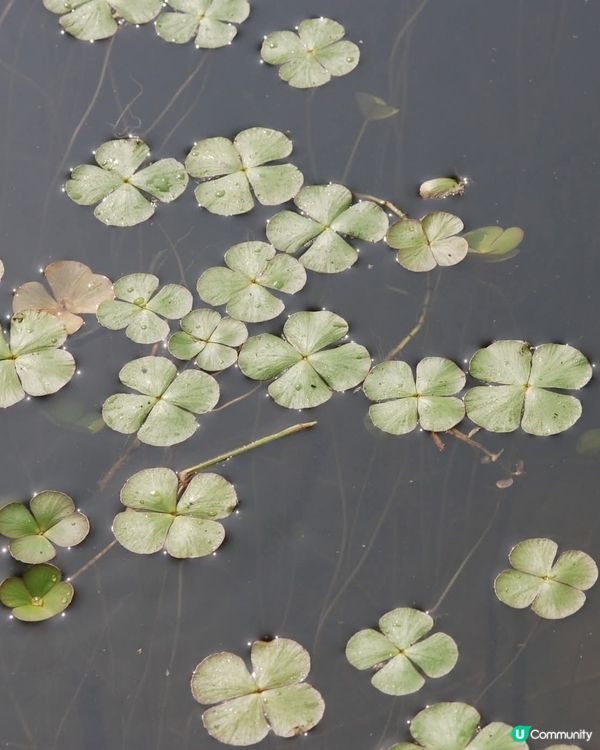 你不知道的大嶼植物展覽