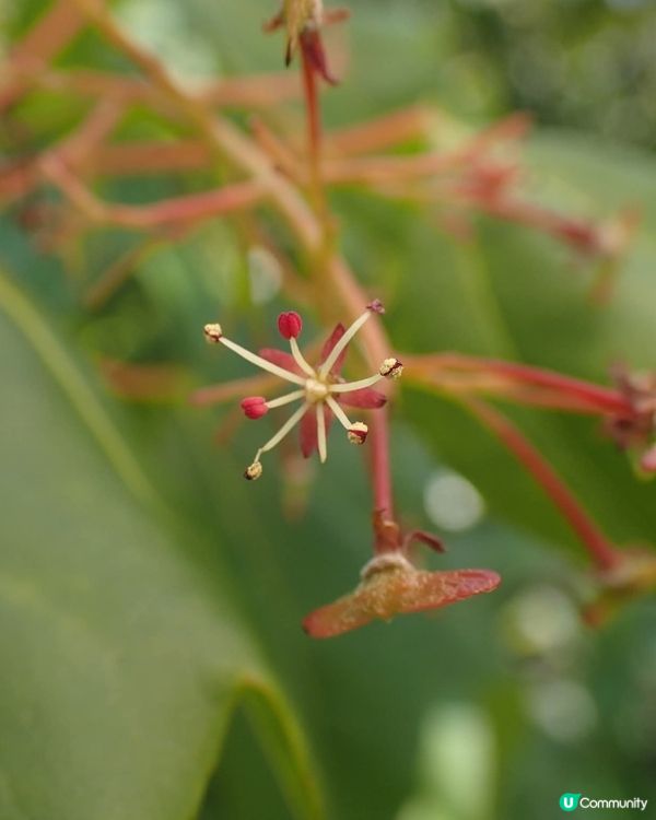 你不知道的大嶼植物展覽