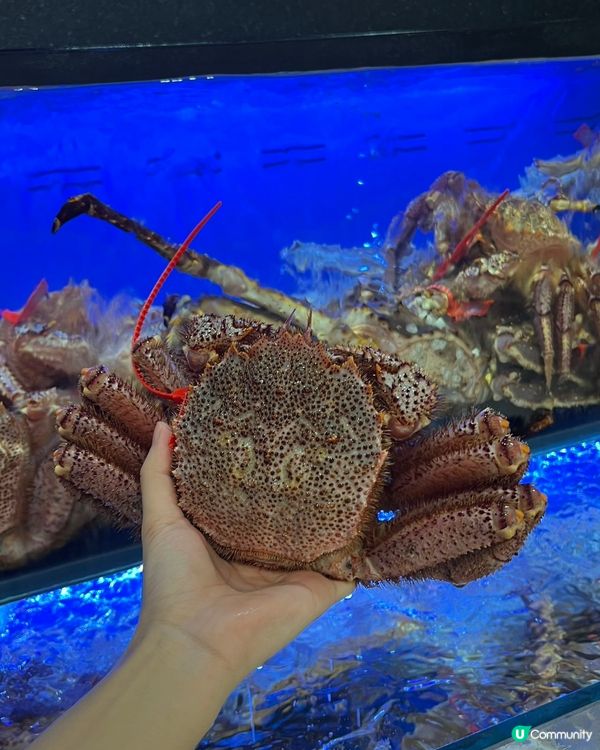 一年一度松葉蟹祭🦀！深圳蟹道鮮甜暴擊！😋