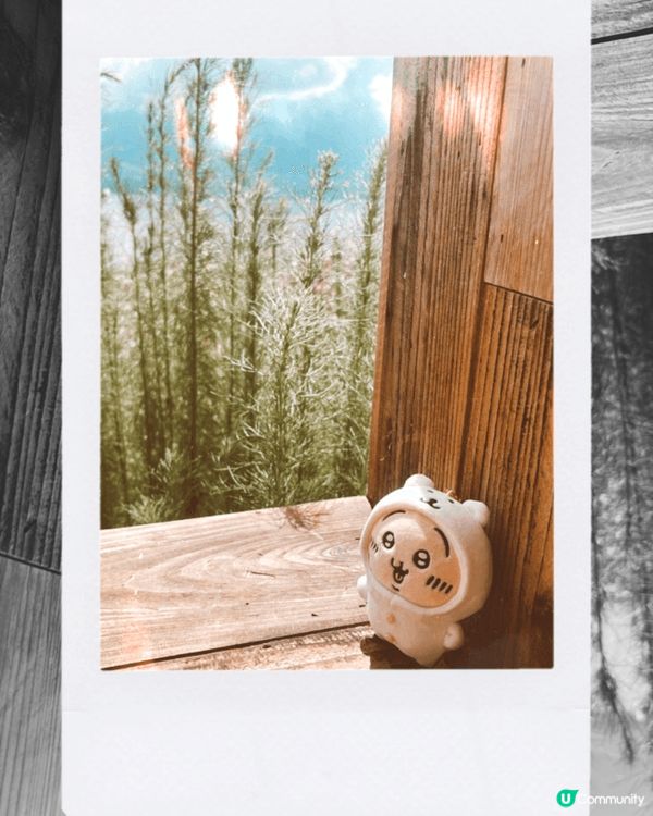 是去雲南的旅遊，每當有打卡，有景點時，兔兔同古本屋就出嚟影相...