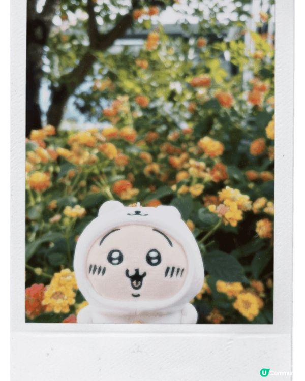 是去雲南的旅遊，每當有打卡，有景點時，兔兔同古本屋就出嚟影相...